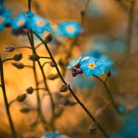 Forget me not . II