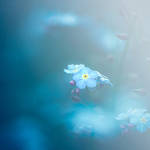 Forget me not . III by Somebody--else