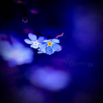 ForgetMeNot. by Somebody--else