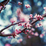 | spring | by Somebody--else