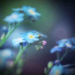 | forget me not |
