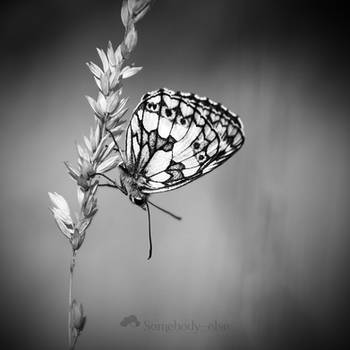 0482 - Melanargia Galathea by Somebody--else