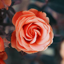 0483 - Rose