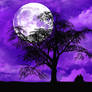 Violet Night Wallpaper