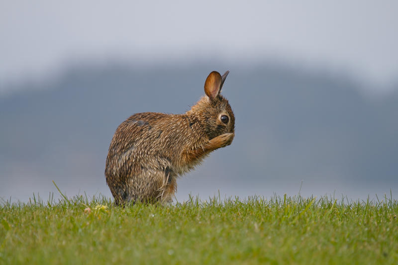 Bunny