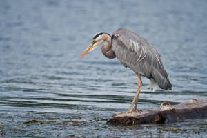 Fishing Heron