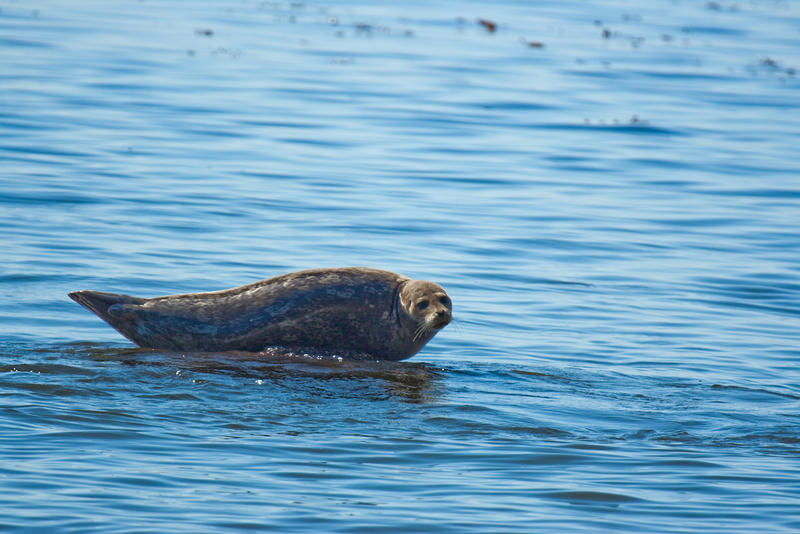 seal