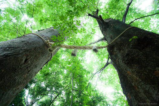 Tree Portal