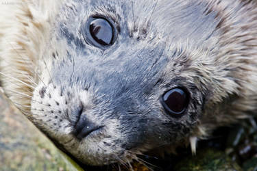 Baby seal