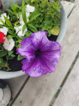 purple petunia 2