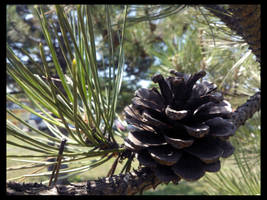 Pinecone