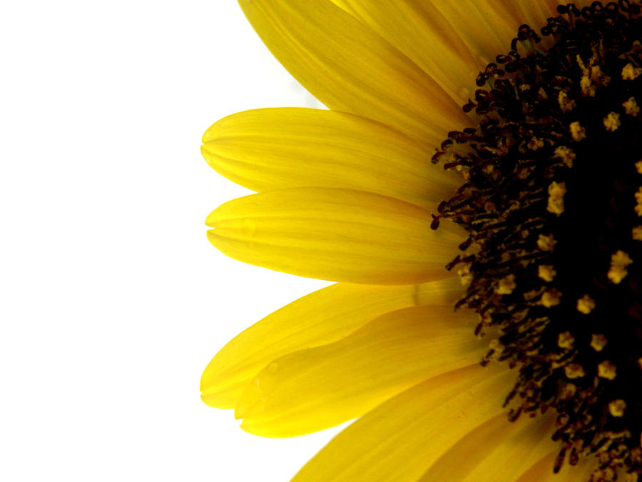 Sunflower Wallpaper