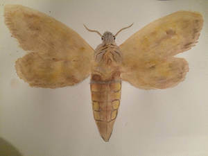 Moth Series #1