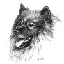 keeshond portrait