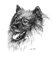 keeshond portrait