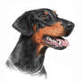 Doberman portrait vol.2