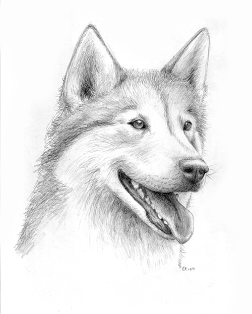 Husky portrait