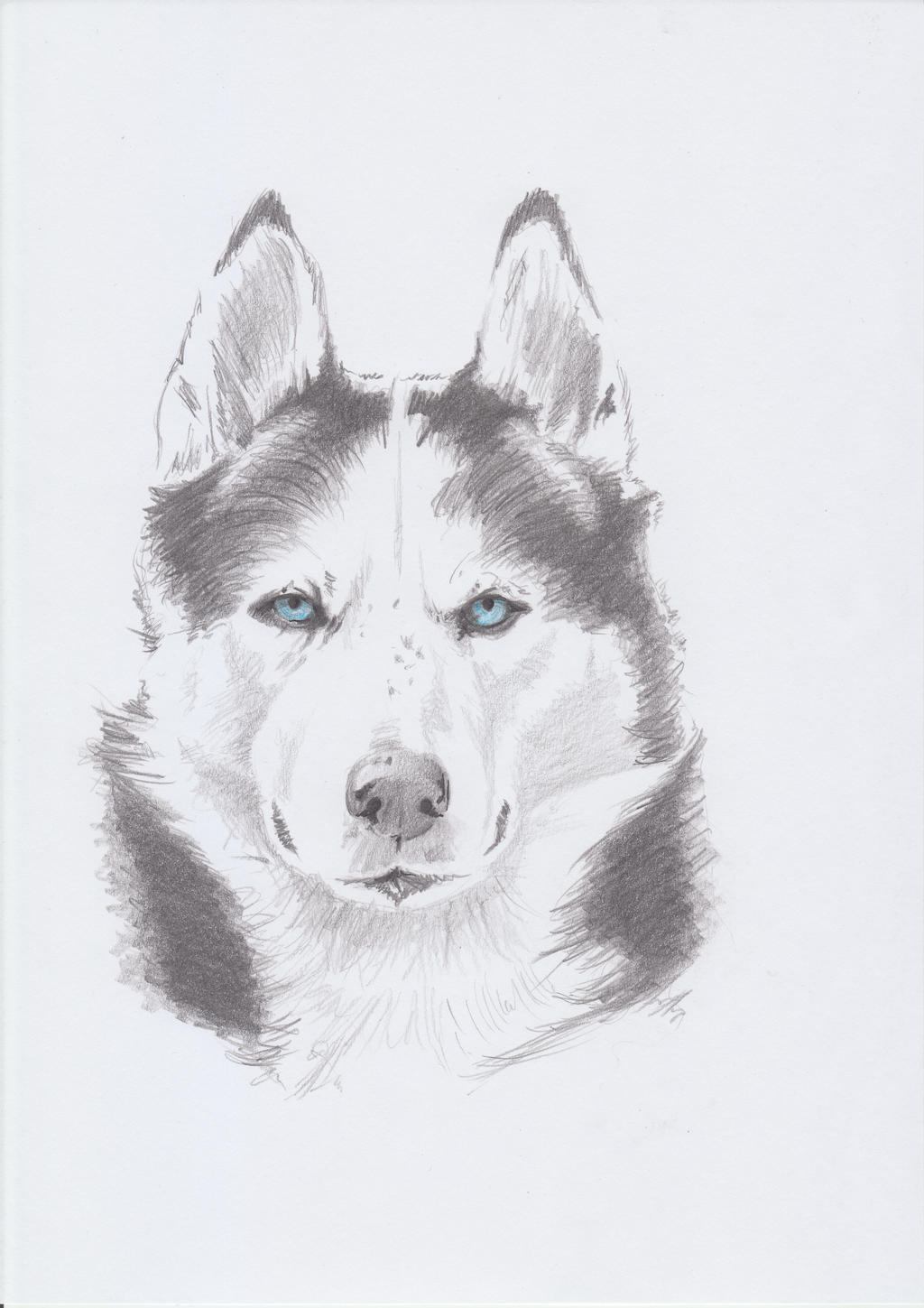 Husky Pencil Drawing by Fluffybunny111 on DeviantArt