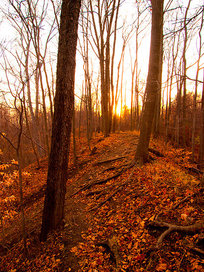 Orange Glow