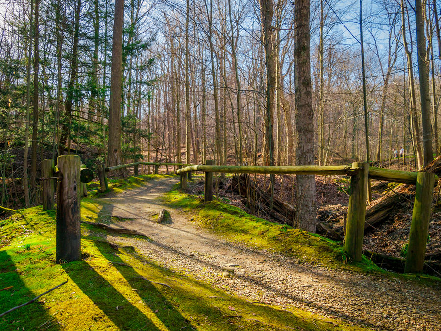 Woodland Throughway