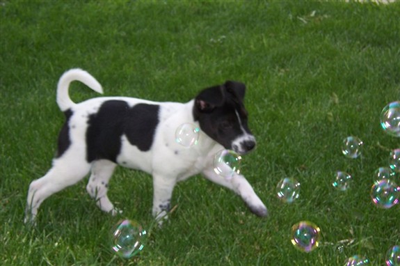 Kati as a puppy with bubbles