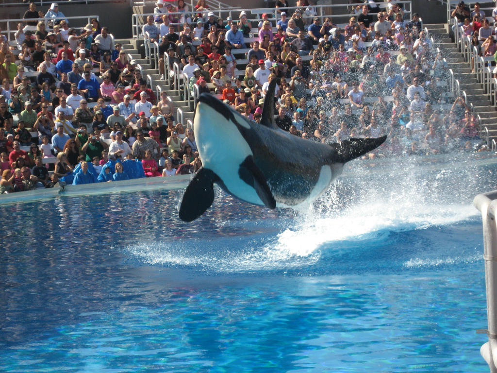 When Orcas Fly by MadHyena on DeviantArt