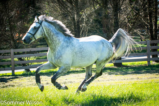 Chatsworth Stud