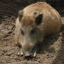 ZOO:Wild Boar