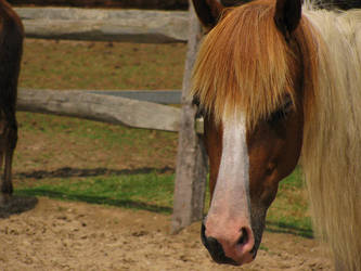 Chincoteague 2