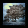 Clair de lune