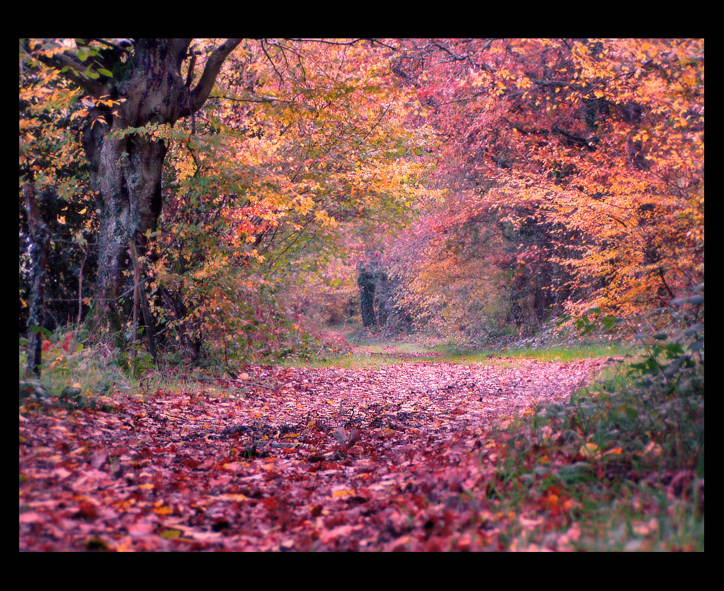 Le Chemin Rouge