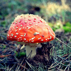 mushroom