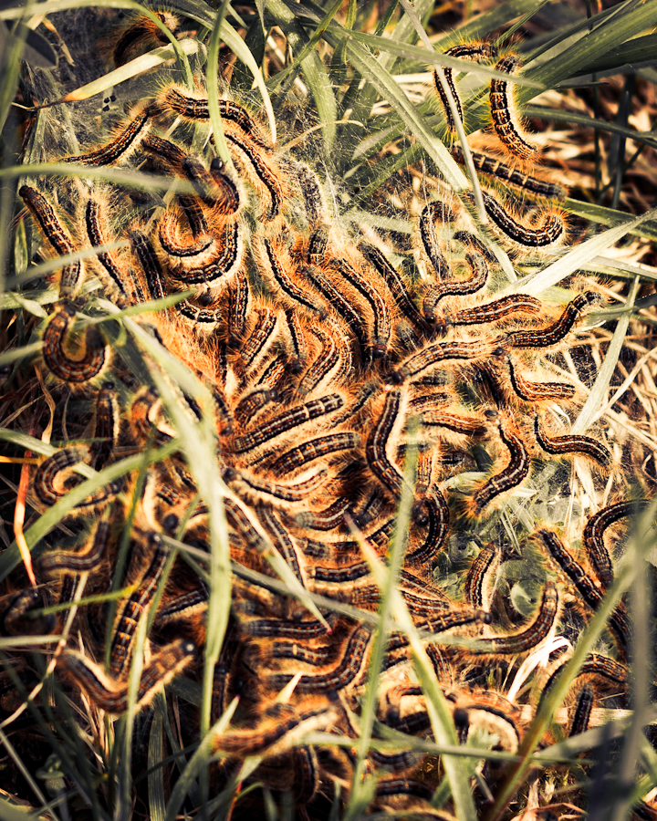 Malacosoma castrensis