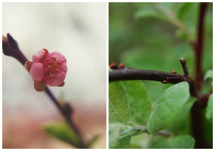 Spring on my garden