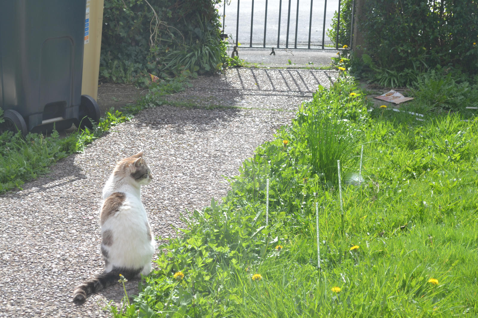 Fudge in the garden