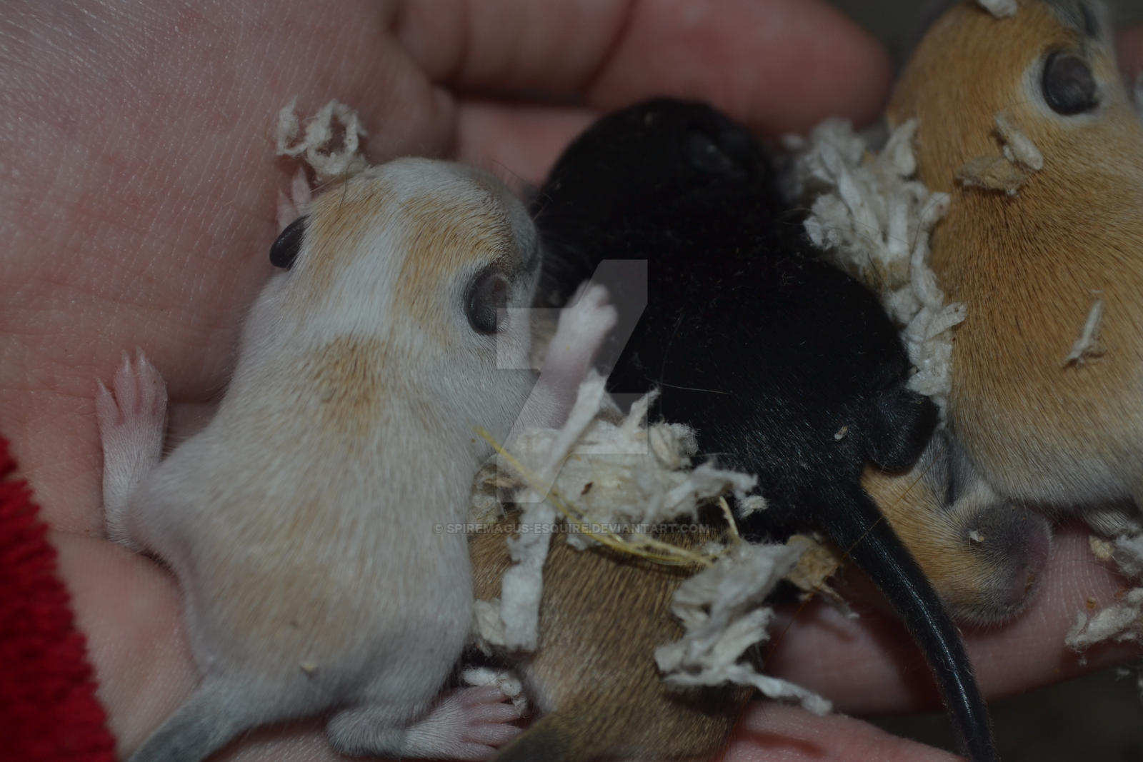 The Five baby gerbils