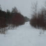 Stock ~ Winter Trees