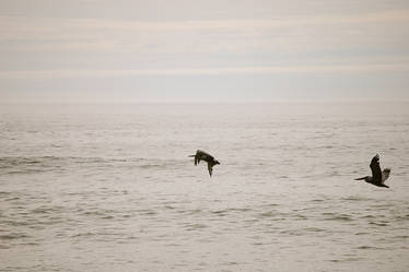 La Push Pelicans