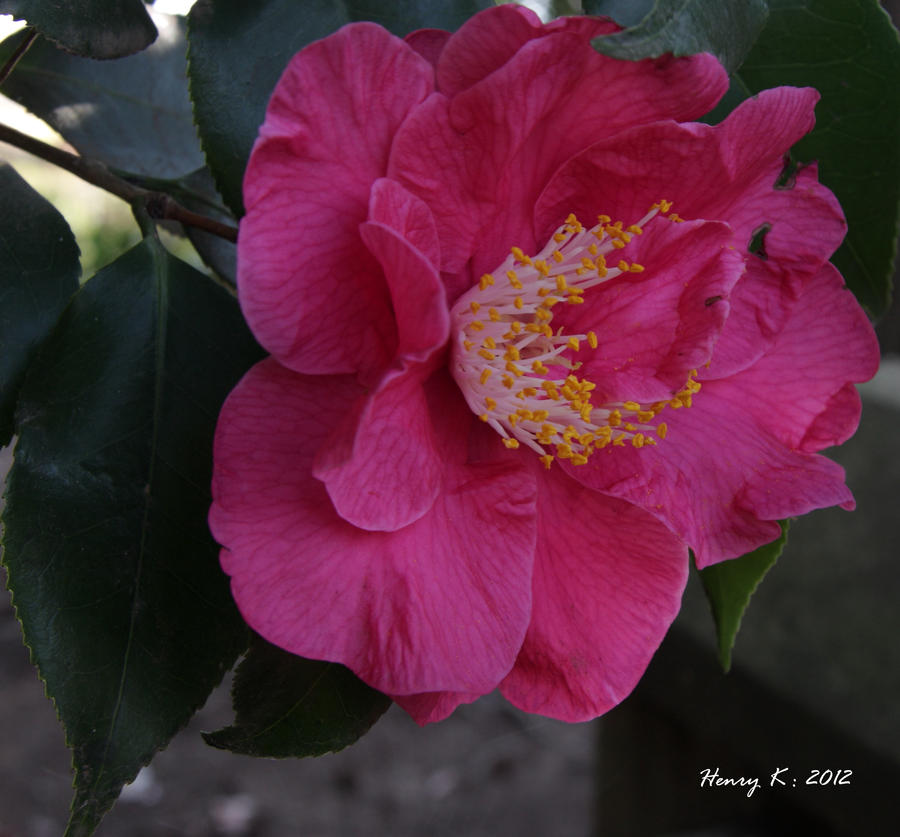 flower-at-summerveld