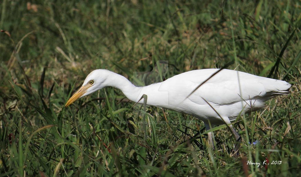 Hunting-egret