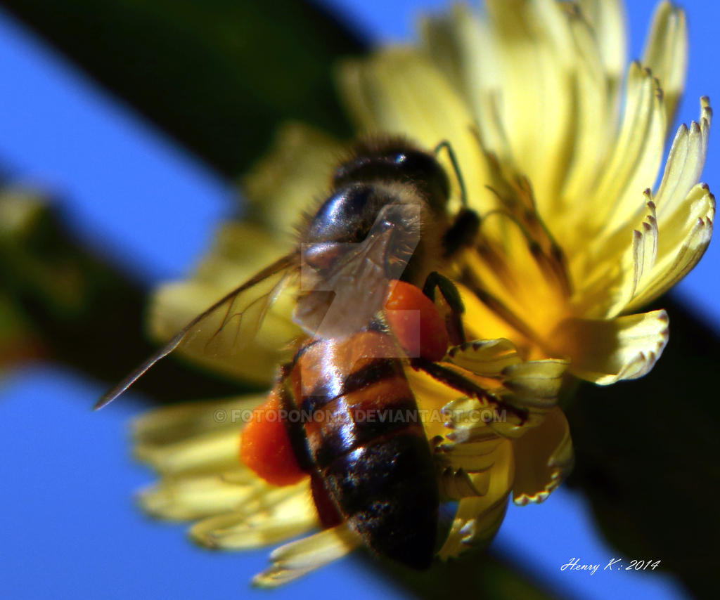 Pollen-collection