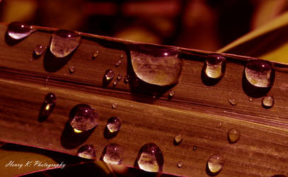 raindrops-on-grass-blade II