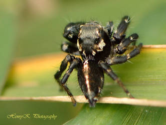 black-jumping-spider II by fotoponono