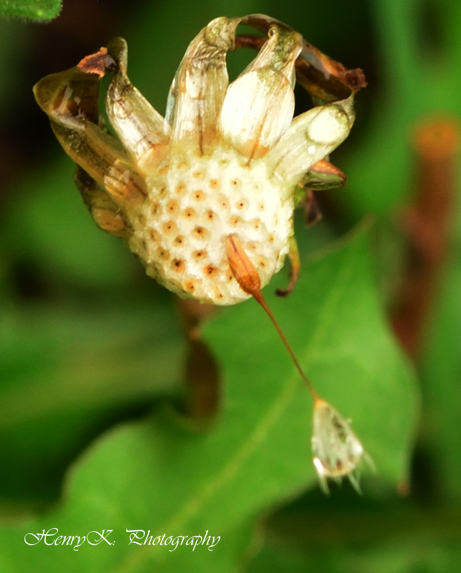 long-hair-of-dandelion II