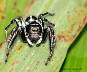 Black-baboon-spider by fotoponono