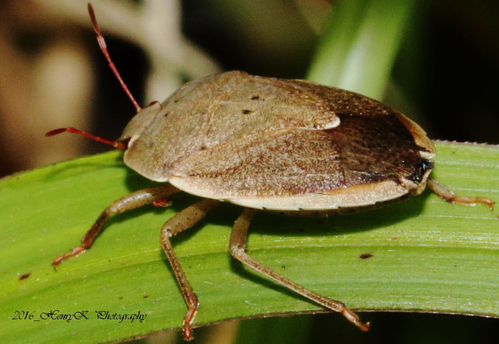 the-insect II by fotoponono on DeviantArt