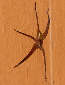 spider-on-the-wall II