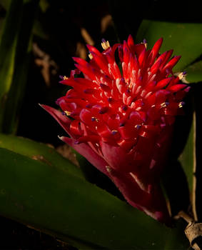 Protea-flower