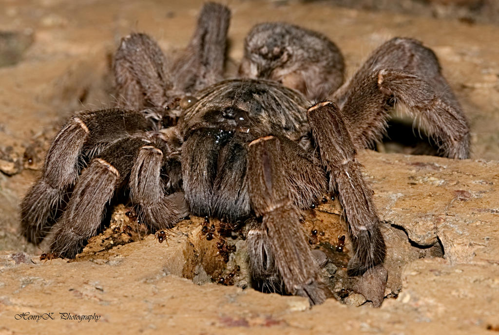 Atacking Spider Giant-spider-under-attack by fotoponono on DeviantArt