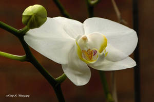 The-Home-Orchid